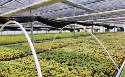 大棚药材种植管理技术有哪些要点？