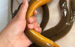 稻田如何高效混养黄鳝泥鳅？