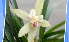 十种兰花品种哪种最适合新手养护？