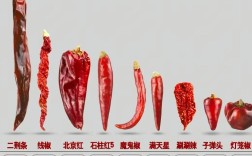 种植干辣椒什么品种好？