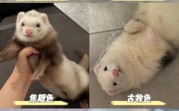 哪些貂品种最好饲养？