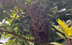 中华蜜蜂养殖技术视频怎么学？