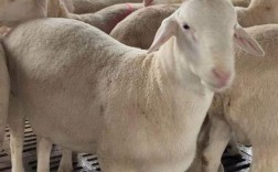 杂交小尾寒羊养殖技术要点有哪些？