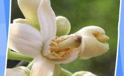 优质柚子品种繁殖有哪些关键技巧？