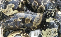 珍珠龙胆鱼如何高效养殖？