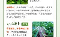 冬季种什么蔬菜最合适？