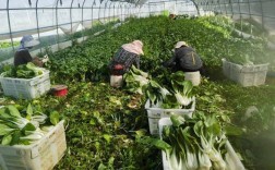 春季白菜种栽视频，关键步骤有哪些？