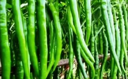 长辣椒品种大全及图片