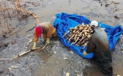 水池莲藕养鱼技术视频