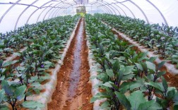 大棚茄子种植技术视频有哪些要点？