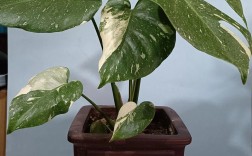 龟背竹有哪些常见品种？