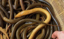 稻田黄鳝生态养殖技术要点有哪些？