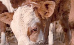 南阳黄牛配啥品种最优？