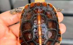 2025年安缘龟苗价格会涨还是跌？