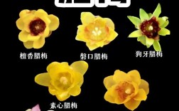 腊梅品种究竟有多少种？