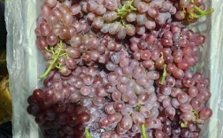 无籽小葡萄有哪些品种？