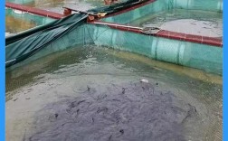 网箱花鲢养殖技术要点有哪些？