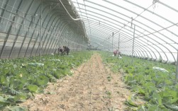 大棚甘蓝怎么种？技术要点有哪些？