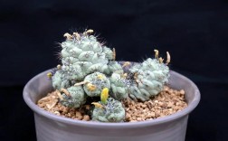 仙人球有哪些品种？附图片吗？