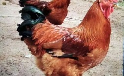 九斤黄是鸡的什么品种？