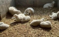 卖百十斤小尾寒羊价格