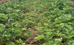 草莓育苗技术要点有哪些？