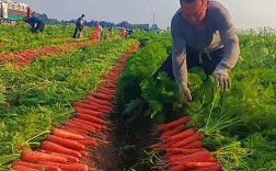 萝卜种植技术视频有哪些关键点？