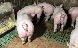 仔猪养殖视频怎么学更高效？