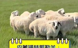 内蒙古羊有哪些主要品种？