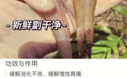 泰国笋壳鱼养殖新技术有何突破？