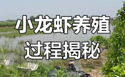 淡水龙虾稻田养殖技术要点有哪些？