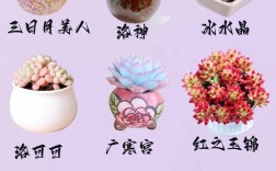 哪些花卉属于多肉品种？