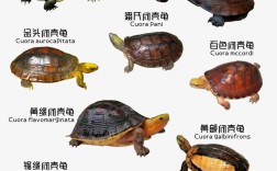 闭壳龟哪个品种最值得养？