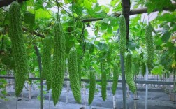 秋季露地苦瓜咋种植？关键技巧有哪些？