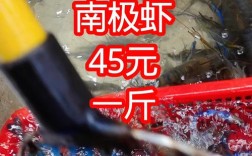 2025青岛竹节虾价格会涨还是跌？