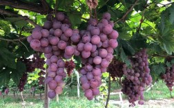 南非红提种植技术有何独到之处？