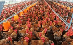 肉鸡生态养殖如何保障安全？