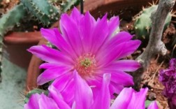 紫花仙人球品种有哪些？