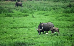 日本和牛养殖技术秘诀究竟是什么？