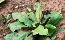 蒲公英品种图片大全，有哪些常见品种？