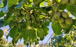 猕猴桃啥品种好？高产优质咋选？