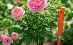 广东适合种植哪些蔷薇品种？