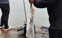 翘嘴品种哪个长得快？