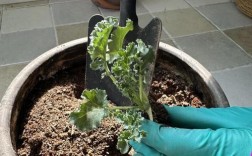 冬种甘蓝春收，关键技术有哪些？