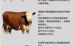 最新肉牛养殖技术如何高效应用？