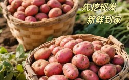 2025年云南土豆价格会涨还是跌？