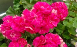 天竺葵哪个品种最好？