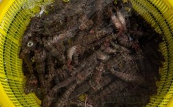 今日上海野生明虾价格多少钱一斤？