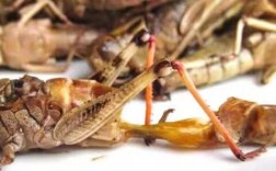 2025年蝗虫收购价是多少？