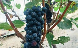 南方夏黑葡萄如何高效种植？